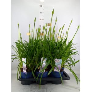 Agapanthus  'Amourette Superb'