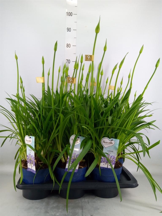 <h4>Agapanthus  'Amourette Superb'</h4>