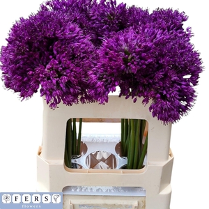 ALLIUM PURPLE SENS