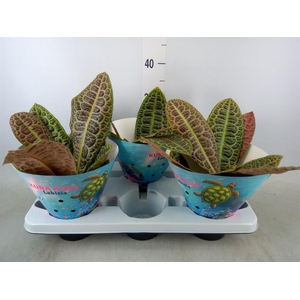 Labisia obtusifolia 'Kura Kura'