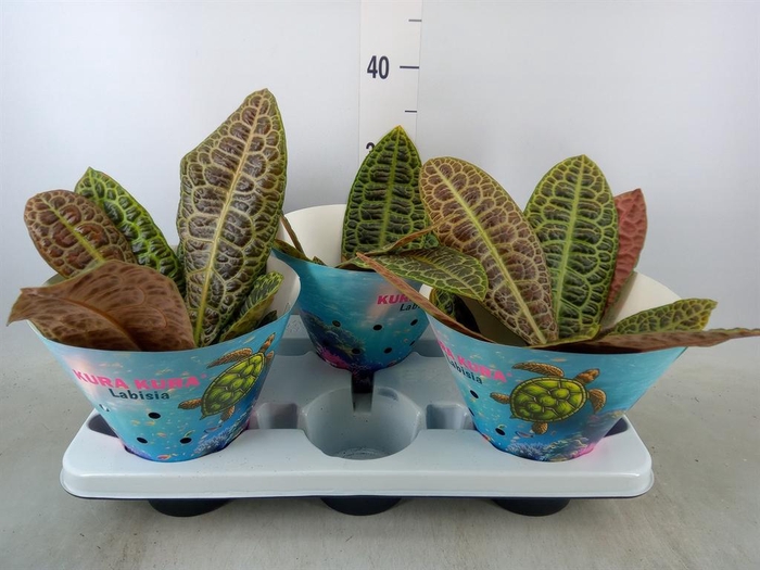 <h4>Labisia obtusifolia 'Kura Kura'</h4>