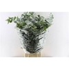 Euca Cinerea 300 Gram Extra It