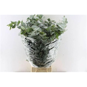 Euca Cinerea 300 Gram Extra It