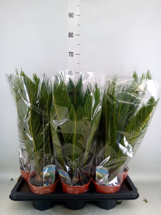 <h4>Cycas revoluta</h4>
