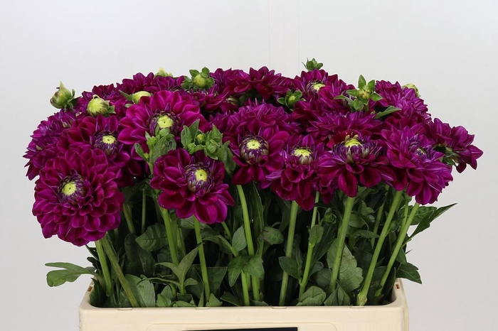 <h4>Dahlia Henk Riverdale</h4>