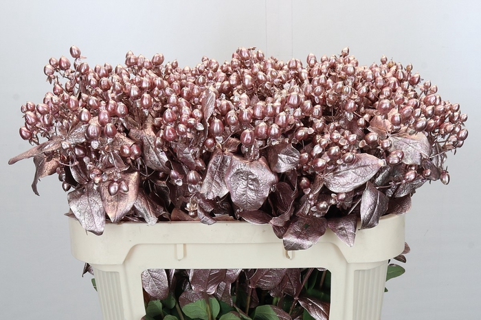 <h4>Hypericum Painted Rose Gold</h4>