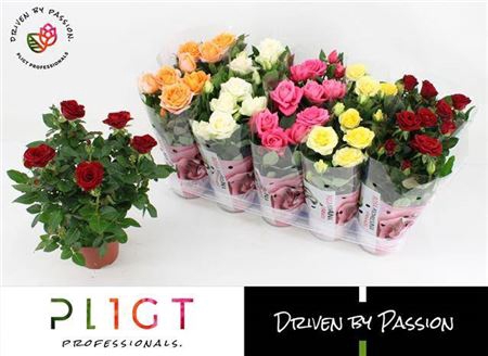 <h4>Rosa Grande Gemengd X10</h4>
