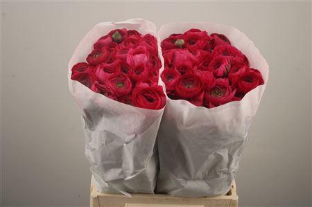 <h4>Ran. Elegance Hot Pink Extra</h4>