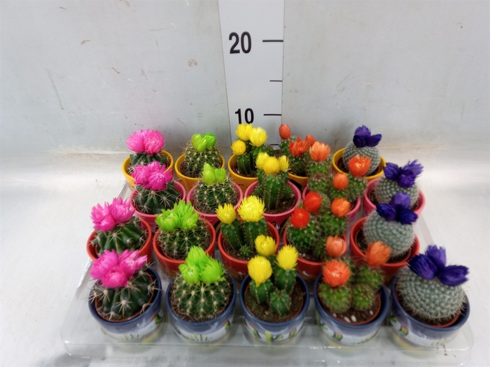 <h4>Cactus   ...decorated</h4>