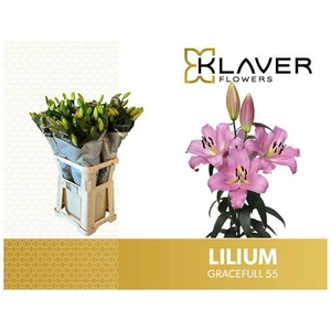 Li Or Gracefull 5+ Klaver Lily