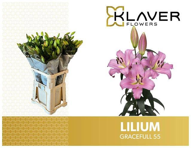 <h4>Li Or Gracefull 5+ Klaver Lily</h4>
