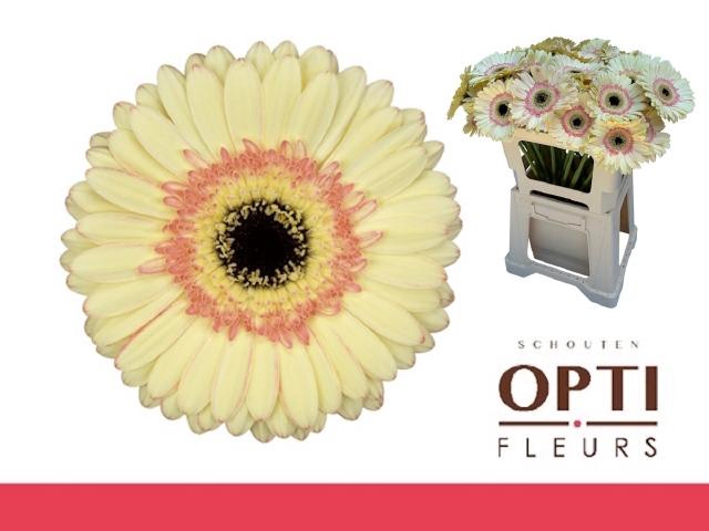 <h4>GE GR CARTIZZE</h4>