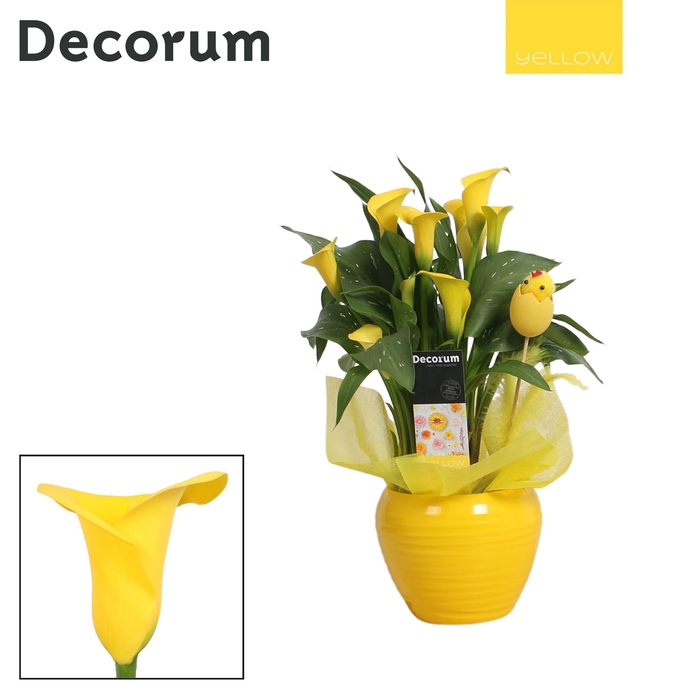 <h4>Zantedeschia Geel in Ompot Melanie PASEN (Decorum)</h4>