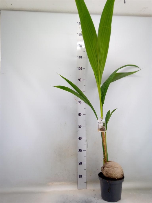 <h4>Cocos nucifera</h4>