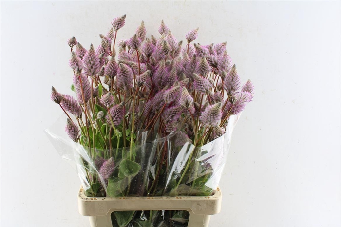 <h4>Ptilotus Ex Matilda</h4>