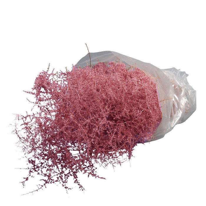 <h4>Asparagus Selvatico Geverfd</h4>