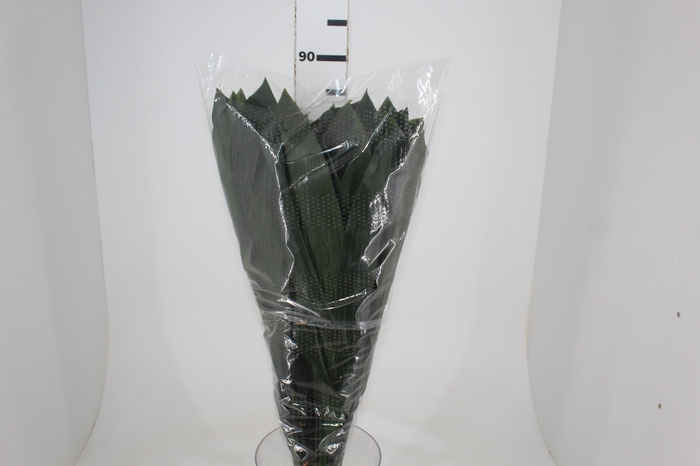 <h4>FOLHAGEM ASPIDISTRA ELATIOR 080 CM</h4>