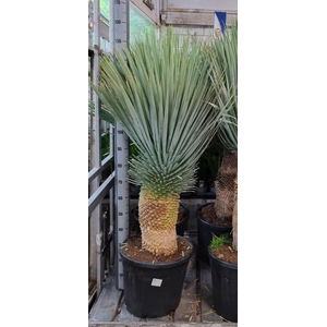 YUC ROSTRATA