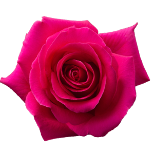 R Gr Pink Floyd! Hot Pink 50cm EC