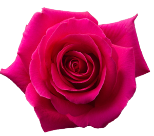 <h4>R Gr Pink Floyd! Hot Pink 50cm EC</h4>