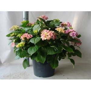 Hydrangea mac.   ...