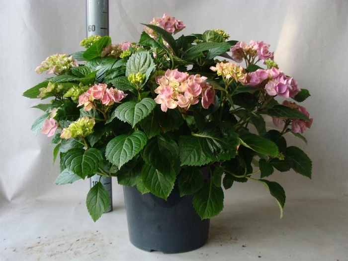 <h4>Hydrangea mac.   ...</h4>
