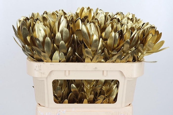 <h4>Leucod Kl Bh Goud</h4>