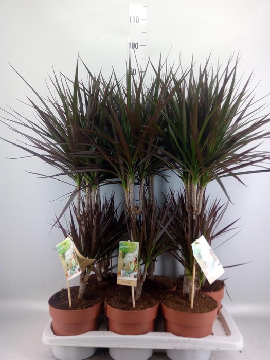<h4>Dracaena marg. 'Magenta'</h4>