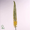 Eremurus Yell Impact 100cm