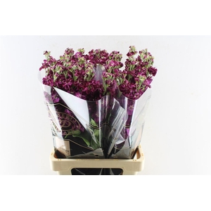 Matth Milla Aubergine