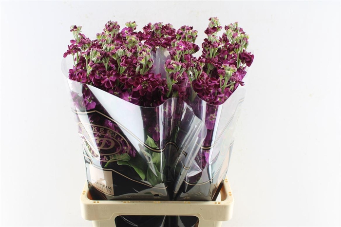 <h4>Matth Milla Aubergine</h4>