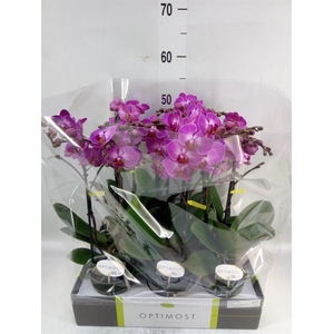 Phalaenopsis multi.   ...lilac