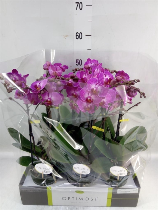 <h4>Phalaenopsis multi.   ...lilac</h4>