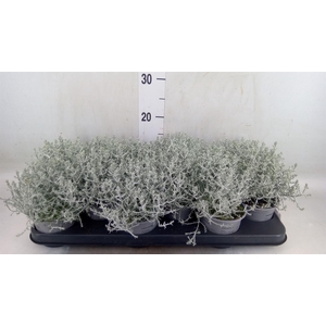 Leucophyta brownii