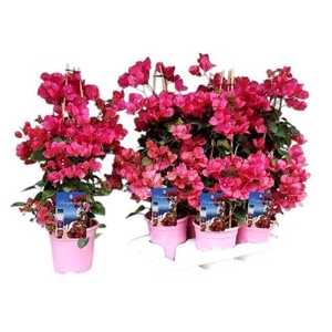 Bougainvillea Dania