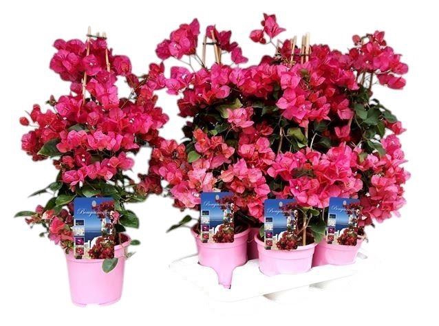<h4>Bougainvillea Dania</h4>