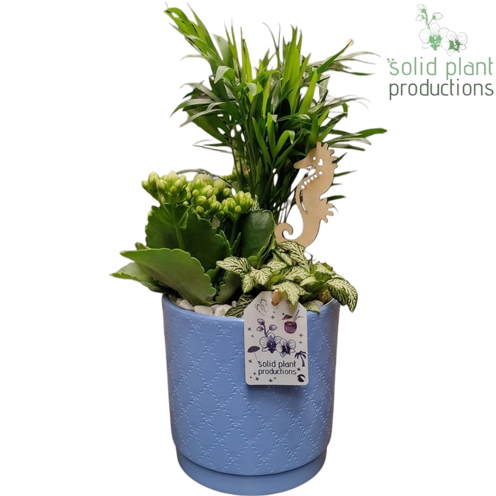 <h4>CH001 Amy Blue</h4>