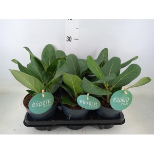 Ficus benghalensis 'Audrey'