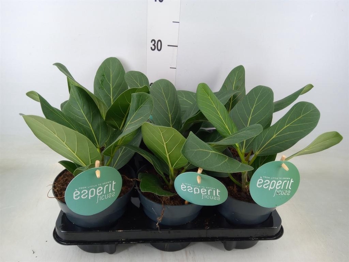 <h4>Ficus benghalensis 'Audrey'</h4>