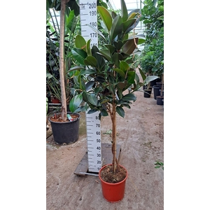 Ficus elastica 'Melany'