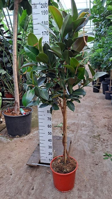 <h4>Ficus elastica 'Melany'</h4>