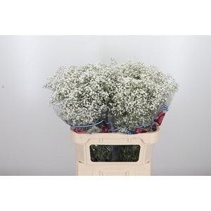 Gypsophila Hora