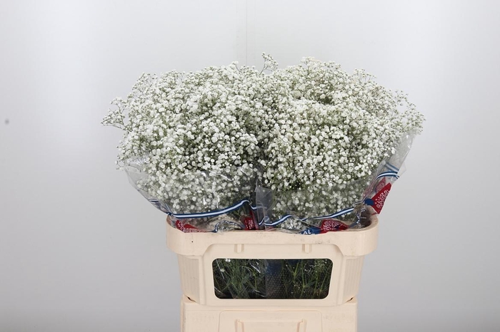 <h4>Gypsophila Hora</h4>