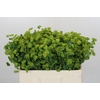 Bupleurum Griffithii