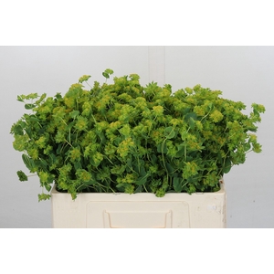 Bupleurum Griffithii