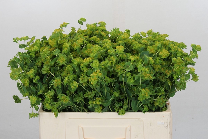 <h4>Bupleurum Griffithii</h4>