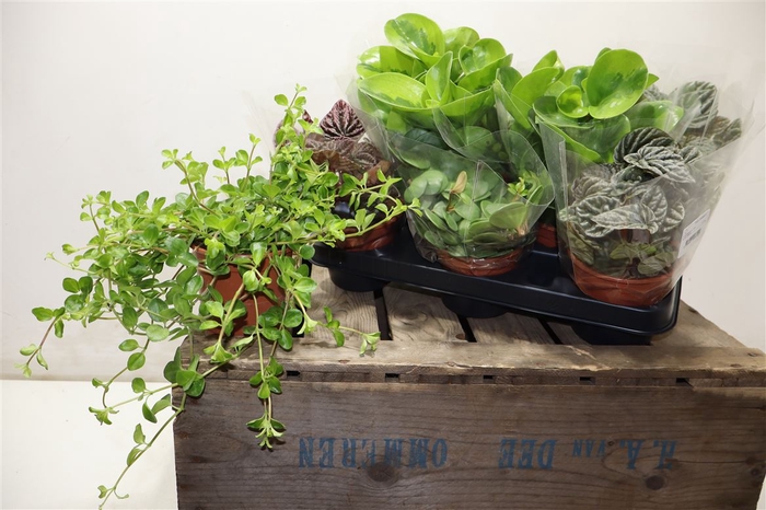 <h4>arr8 Pep Ov</h4>