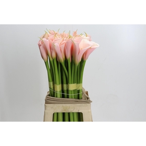 Zantedeschia Eydolls Salmon