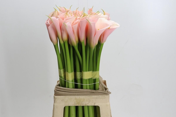 Zantedeschia Eydolls Salmon