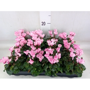 Cyclamen KL 'Verano Victoria'